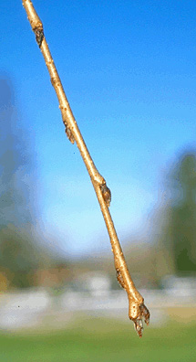 twig